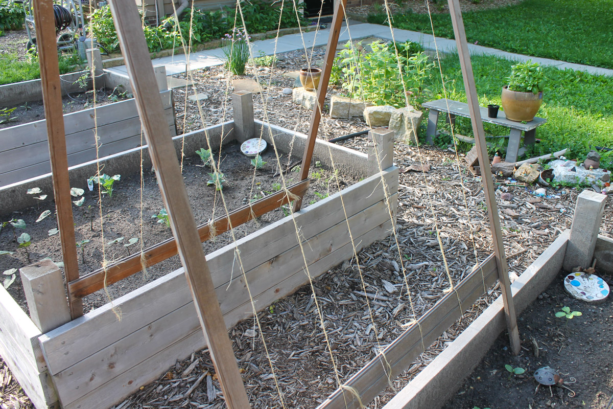 Trellis for climbing vegetables like peas and cucumbers.
