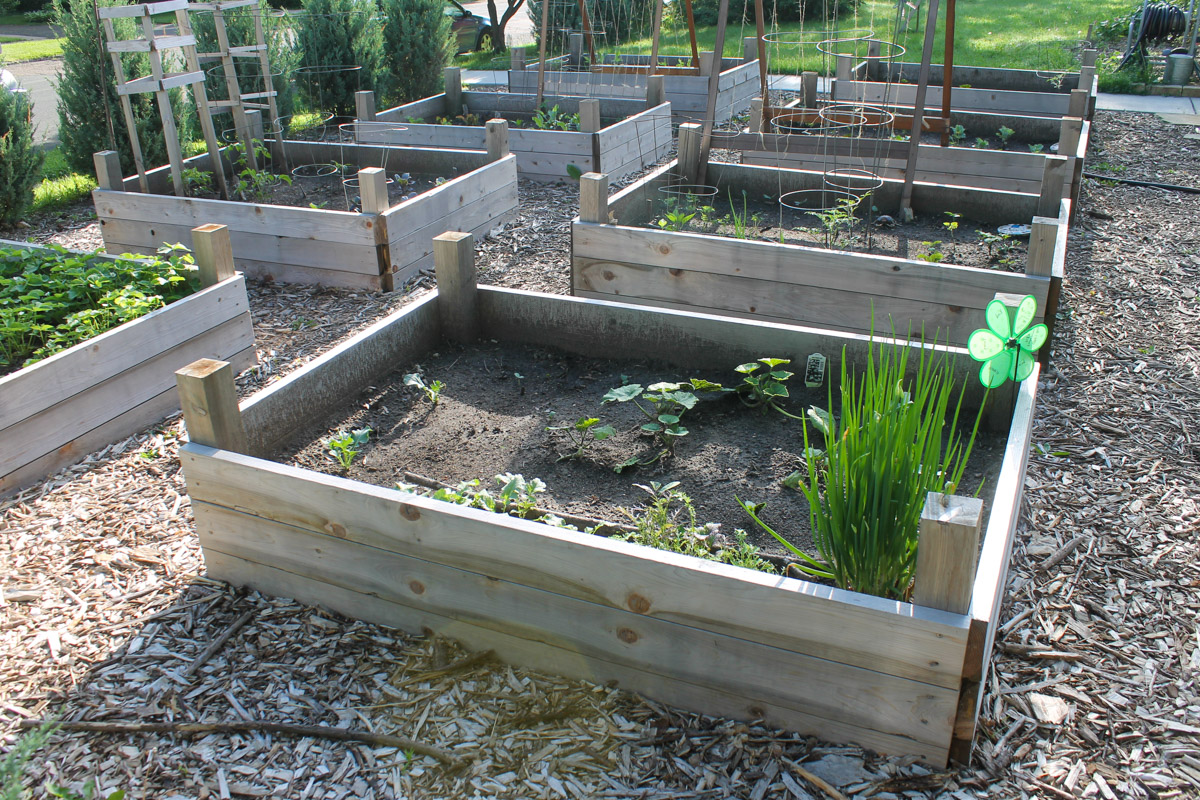 Eight raised bed vegetable gardens with small plants growing.