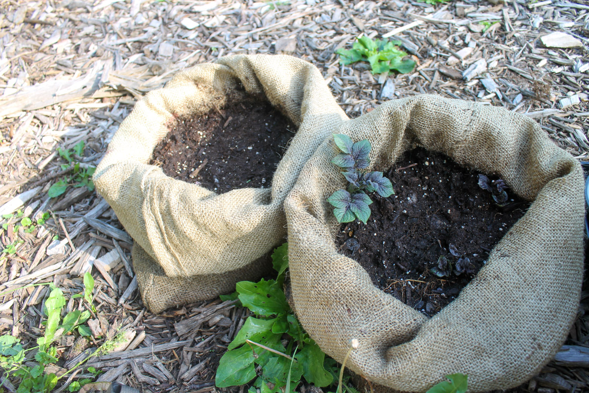 Potato plants growing in 2 burlap sacks, rolled down and filled with soil. 