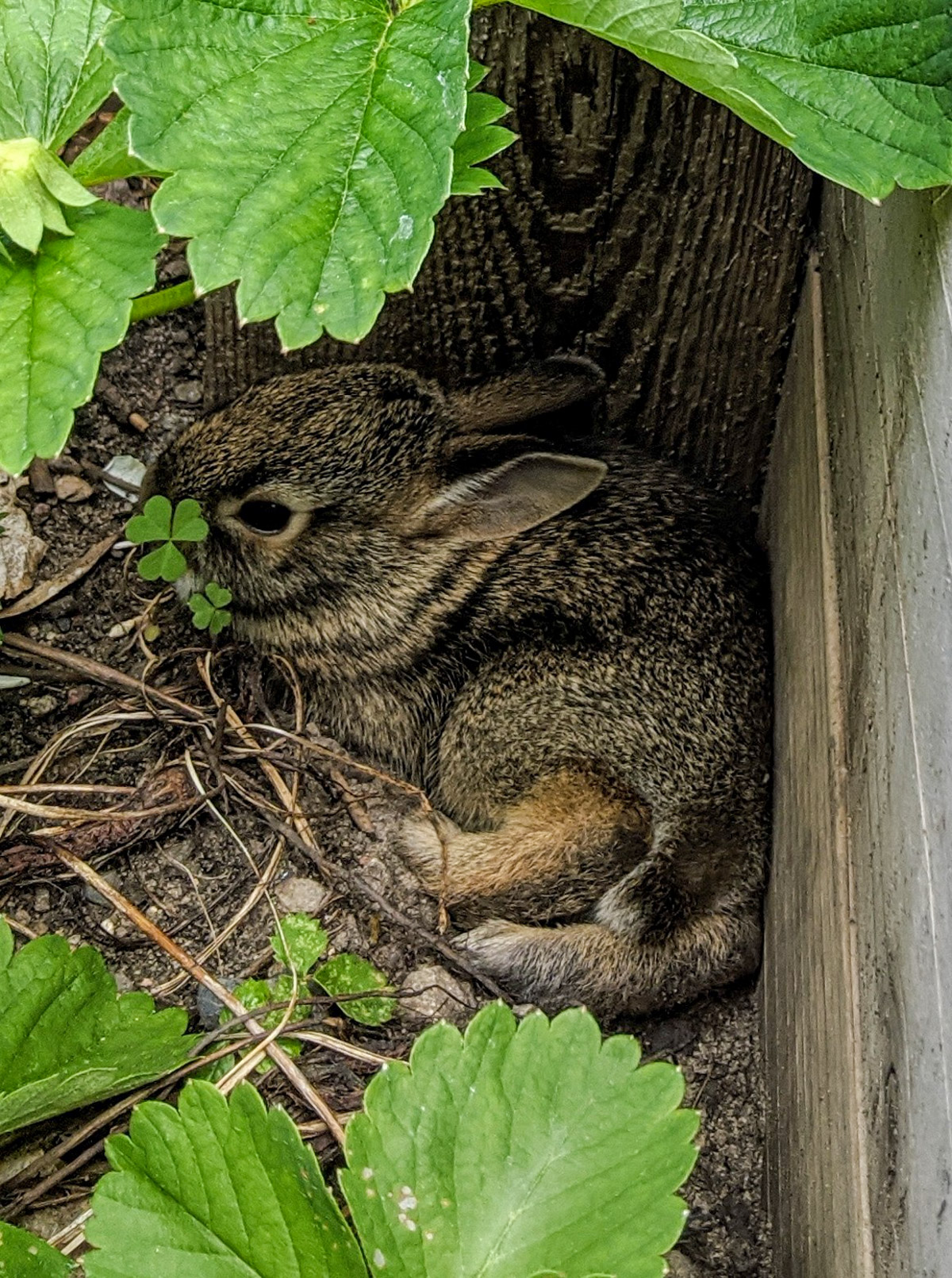 A baby bunny hiding under leaves in the raised bed garden.