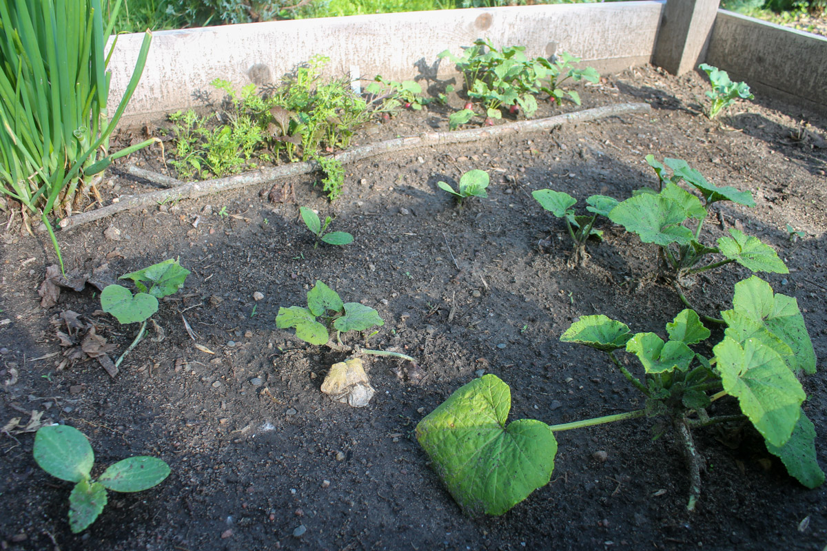 Small plants starting to grow in the garden.