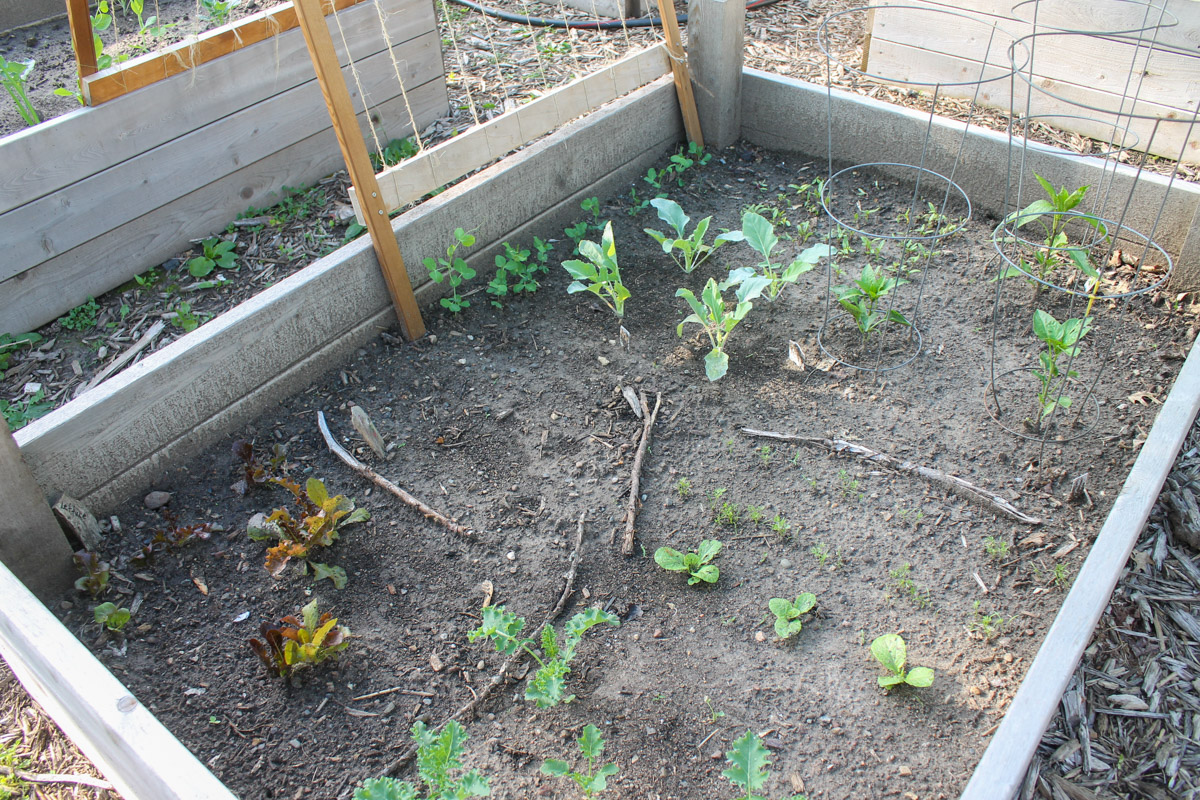 Tiny plants like radish, kale and lettuce staring to grow in the garden.