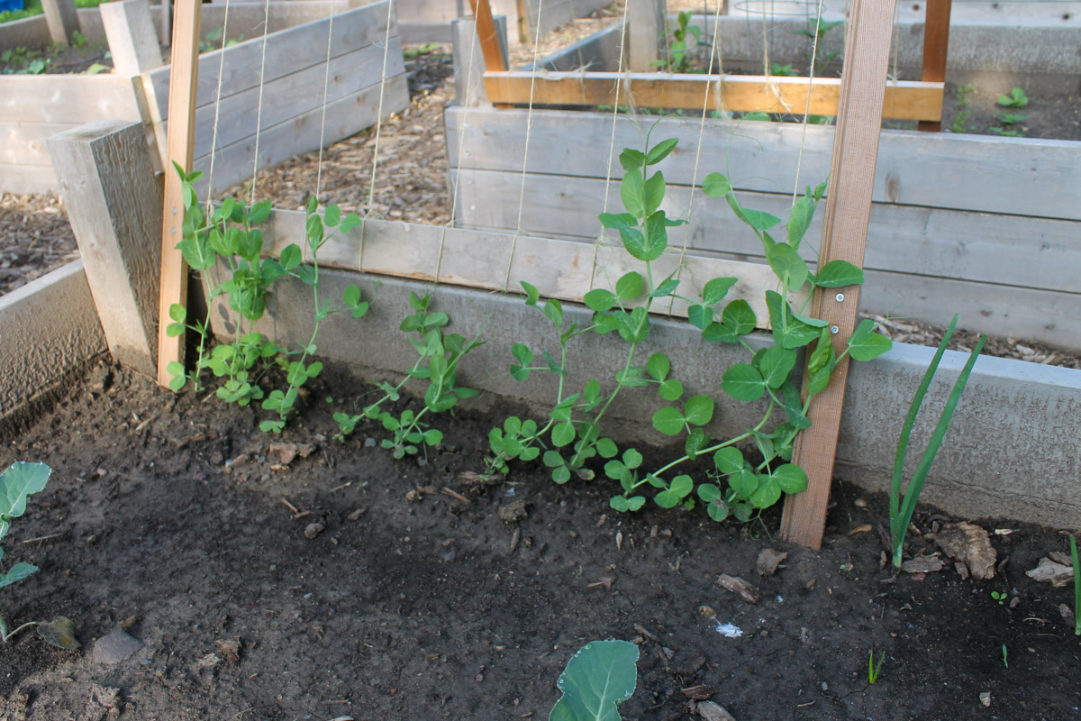 Peas plants climbing up a trellis in a raised bed vegetable garden.