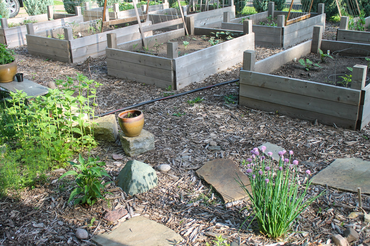 A full view of the 8 raised bed gardens with flowers, herbs and potted plants around it.