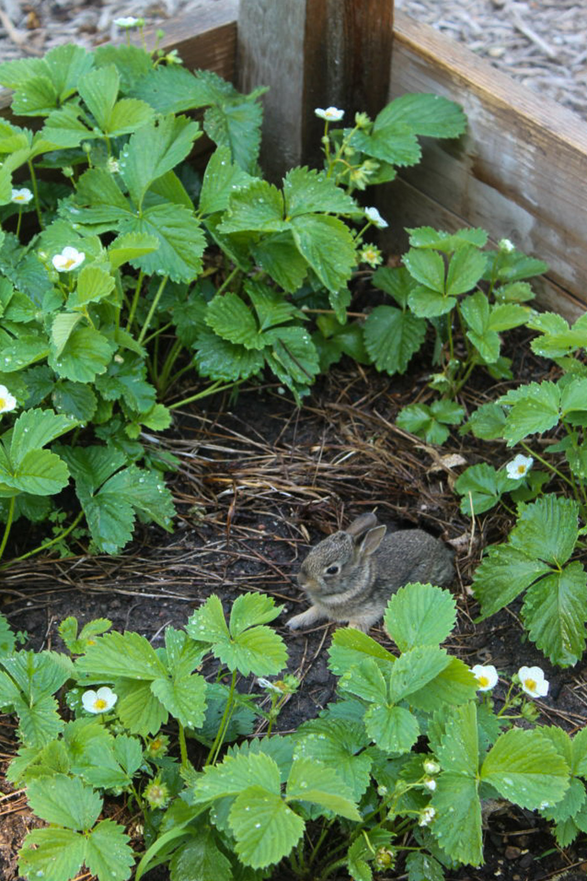A baby bunny in the strawberry garden bed.