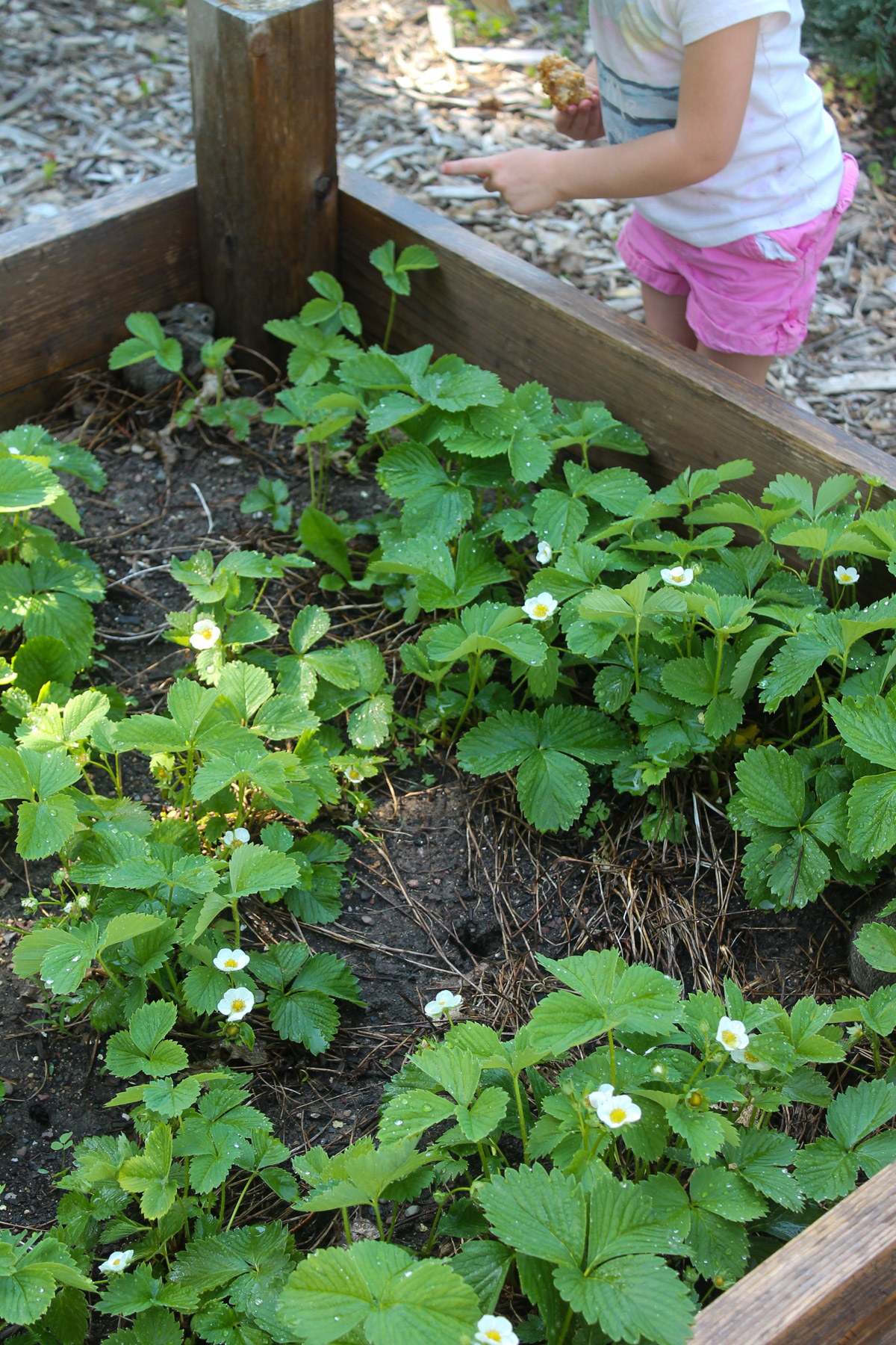 A little girl watching bunnies in the raised bed vegetable garden.