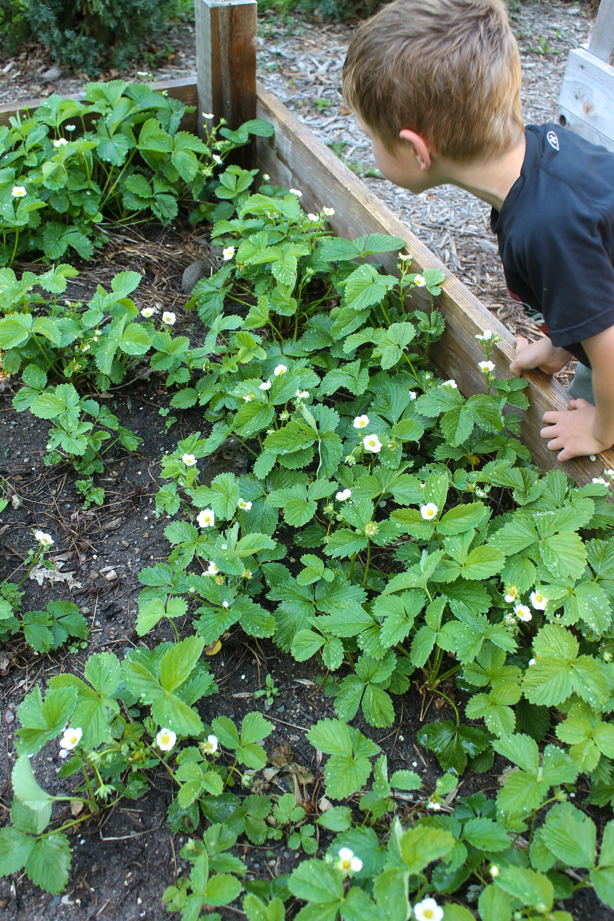 A kid watching a baby bunnies in the vegetable garden.