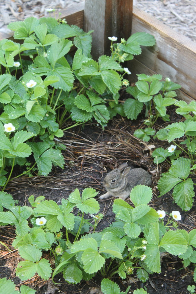 Baby bunnies in the garden bed Baby bunnies in the garden bed