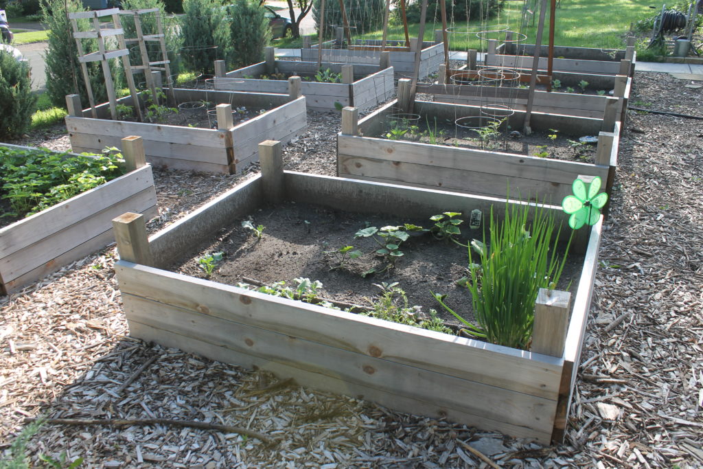 Raised bed vegetable gardens in June Raised bed vegetable gardens in June