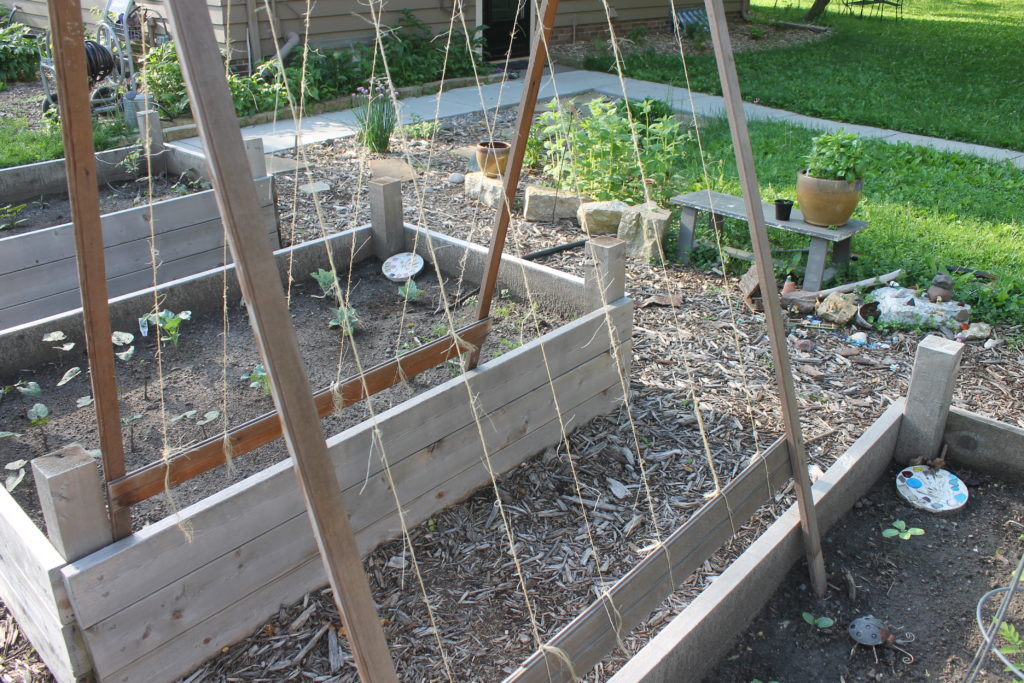 Cucumber trellis Cucumber trellis