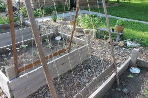 Trellis for climbing vegetables like peas and cucumbers