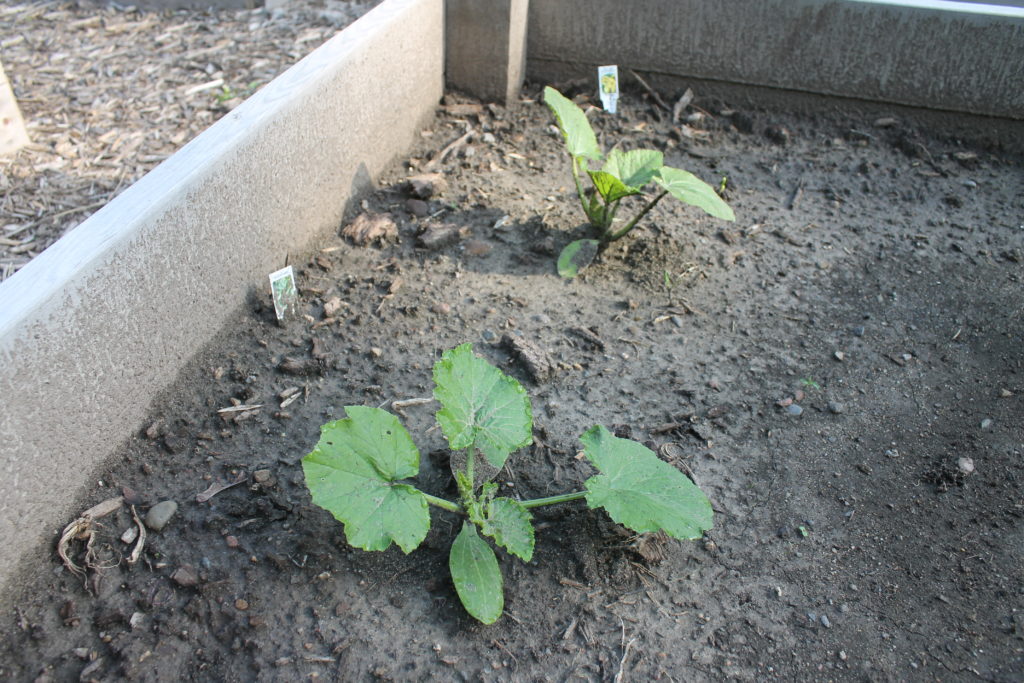 Zucchini starter plants Zucchini starter plants