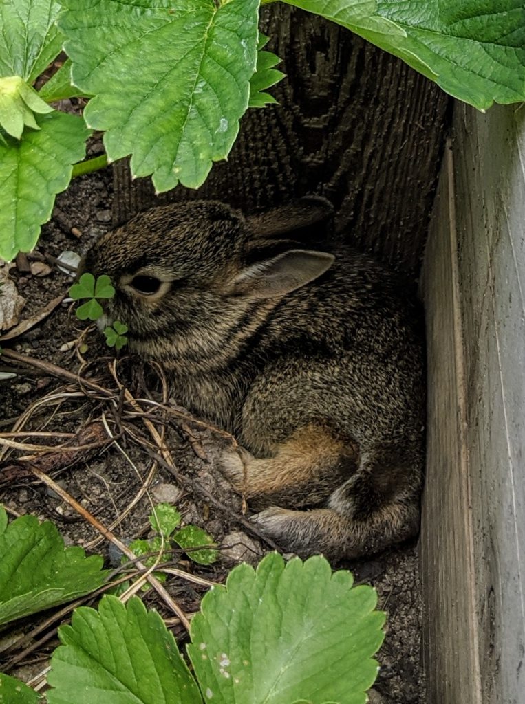 Baby rabbits hiding in the raised bed garden Baby rabbits hiding in the raised bed garden