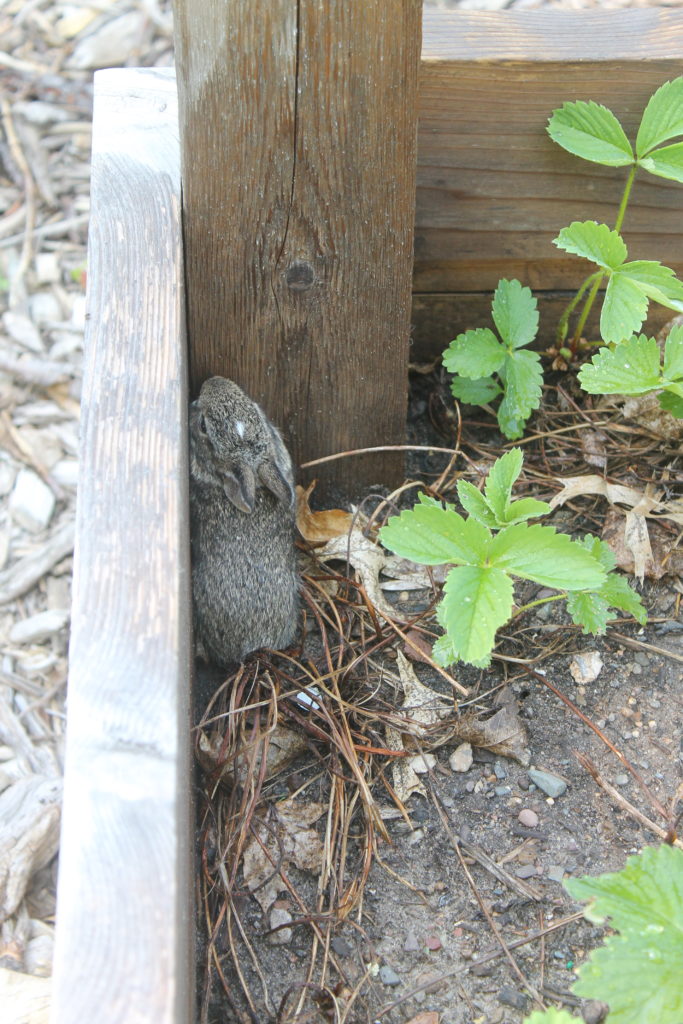 Rabbit baby in the garden Rabbit baby in the garden