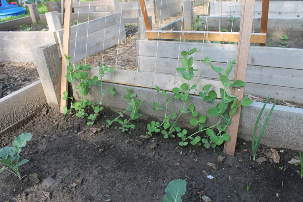 Garden peas growing on trellis Garden peas growing on trellis
