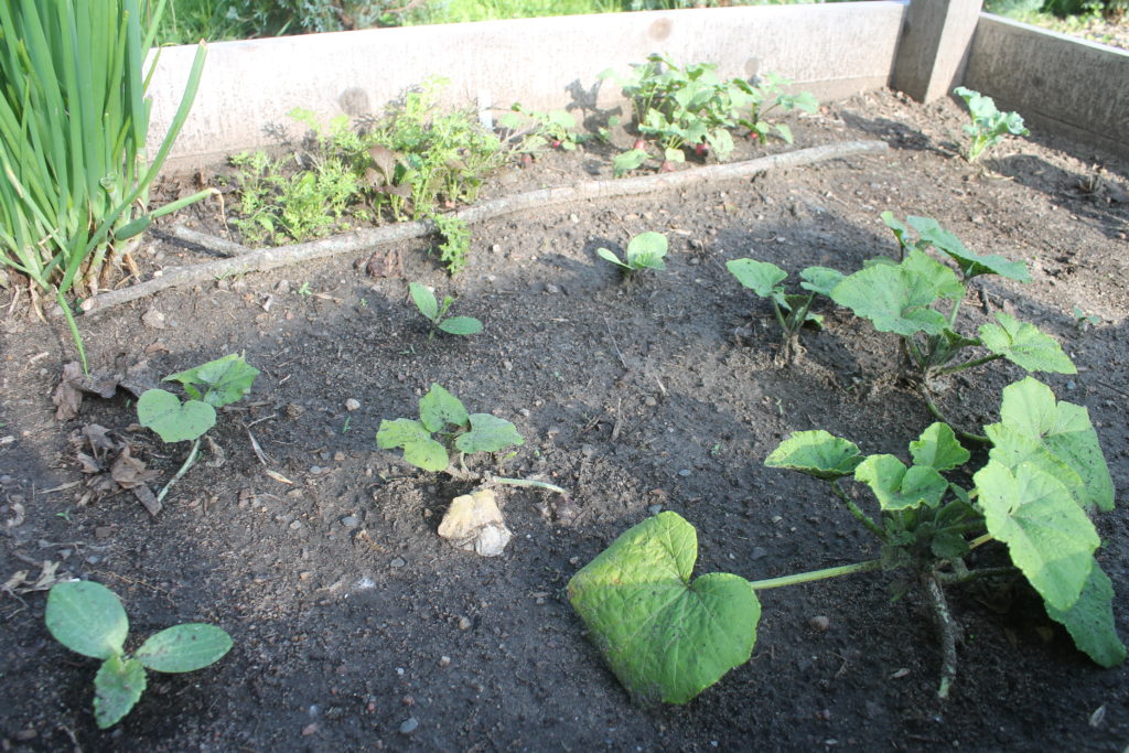 Raised bed garden Raised bed garden