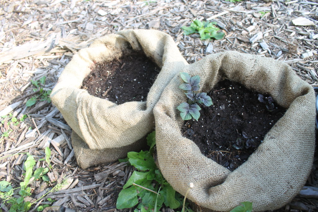 Growing potatoes in burlap sacks Growing potatoes in burlap sacks