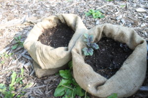 garden fresh potatoes growing in burlap sacks