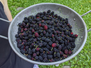 Colander full of fresh picked mulberries.