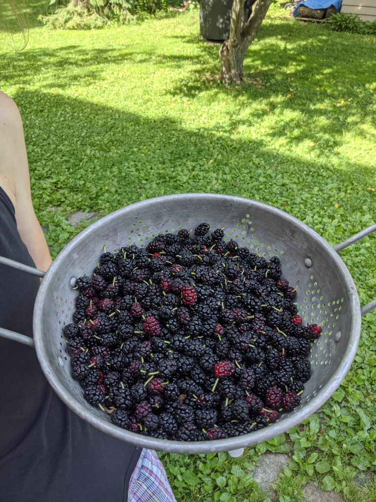 Mulberries Mulberries