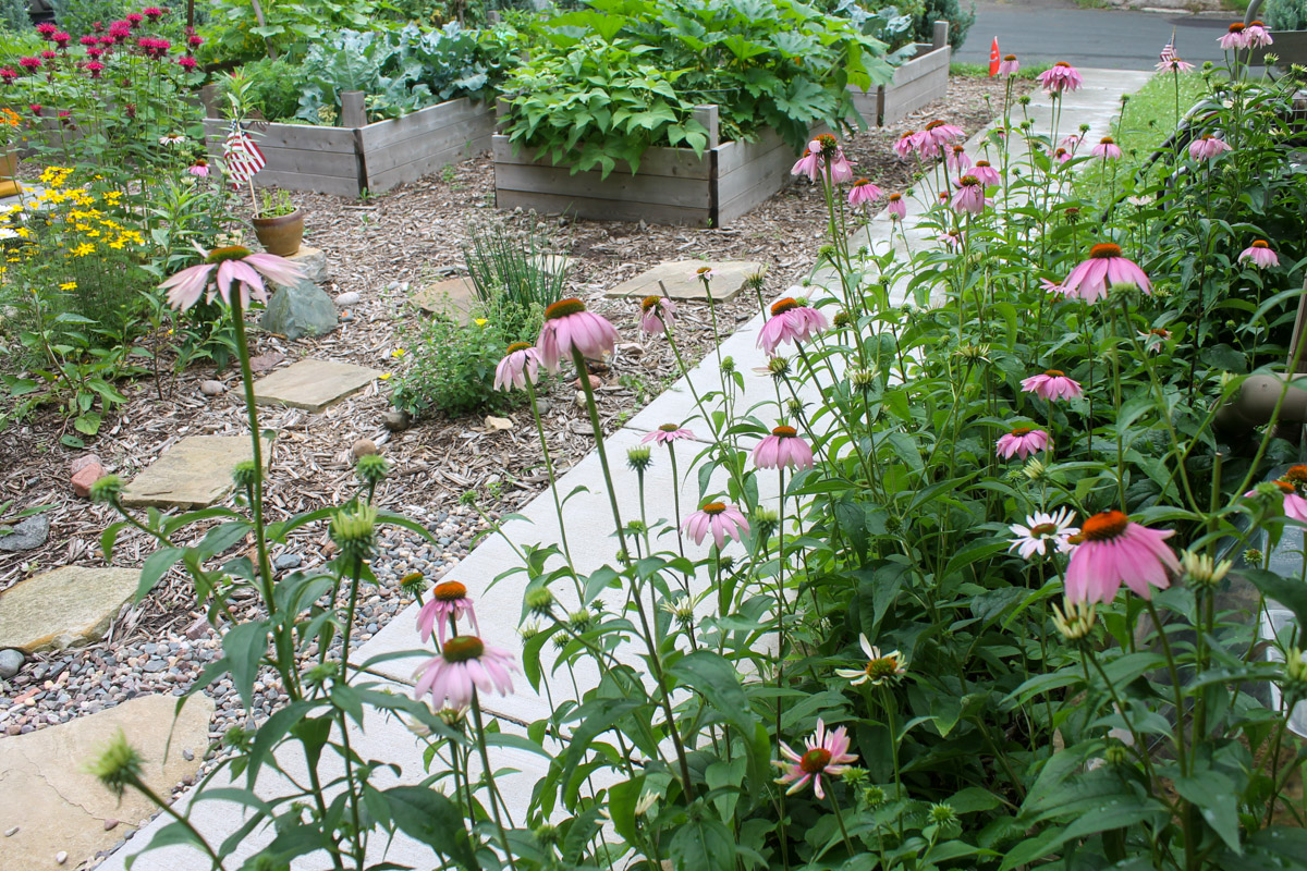 Purple cone flowers along a walkway looking toward a raised bed gardens.