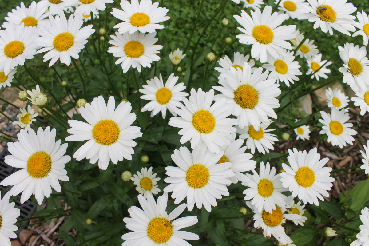 White and yellow daisy flowers.