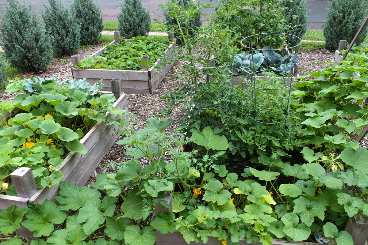 Cedar garden boxes full of summer produce.