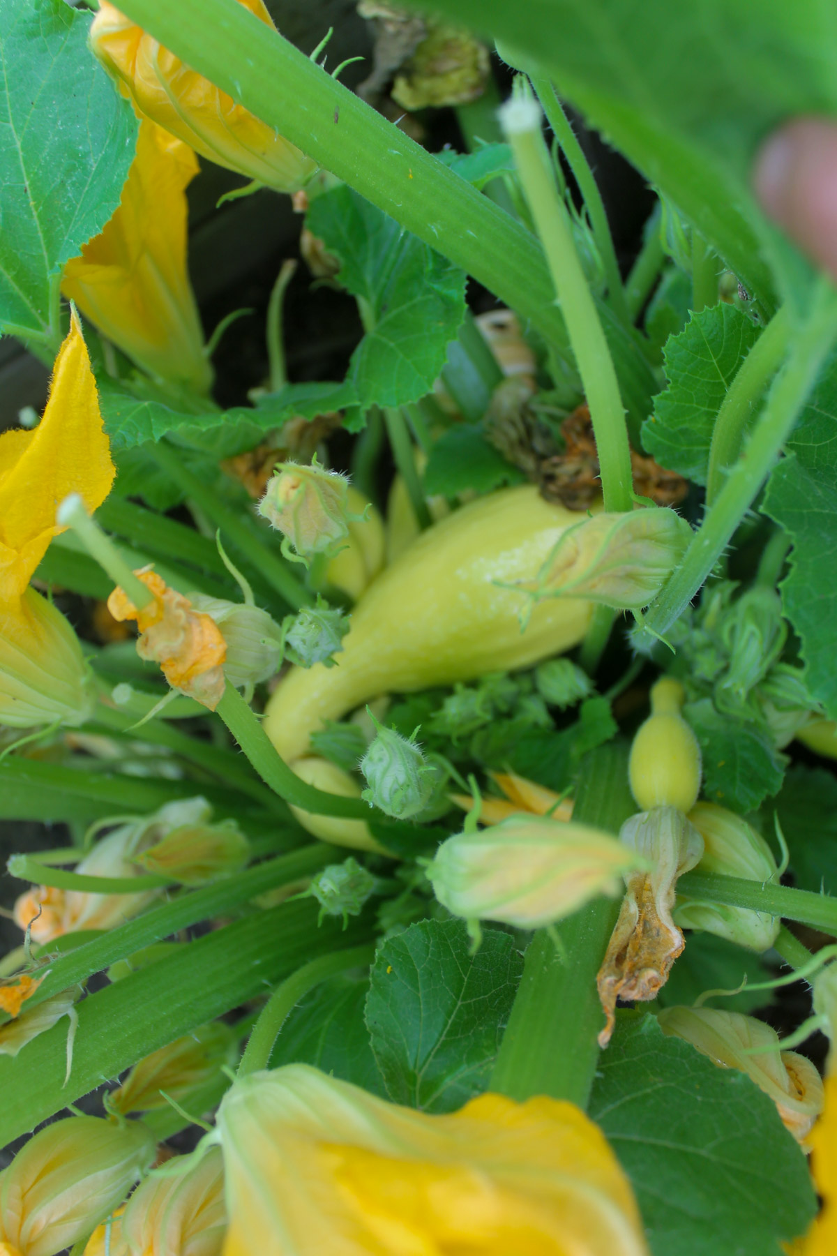 Zucchini and yellow summer squash growing in the garden.