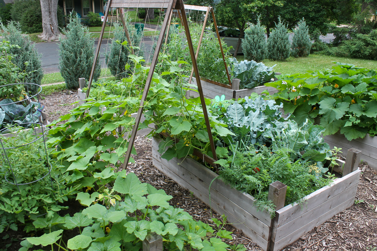 Raised bed veggie gardens with a hedge of juniper trees around it and an A shaped trellis with vines growing up it.