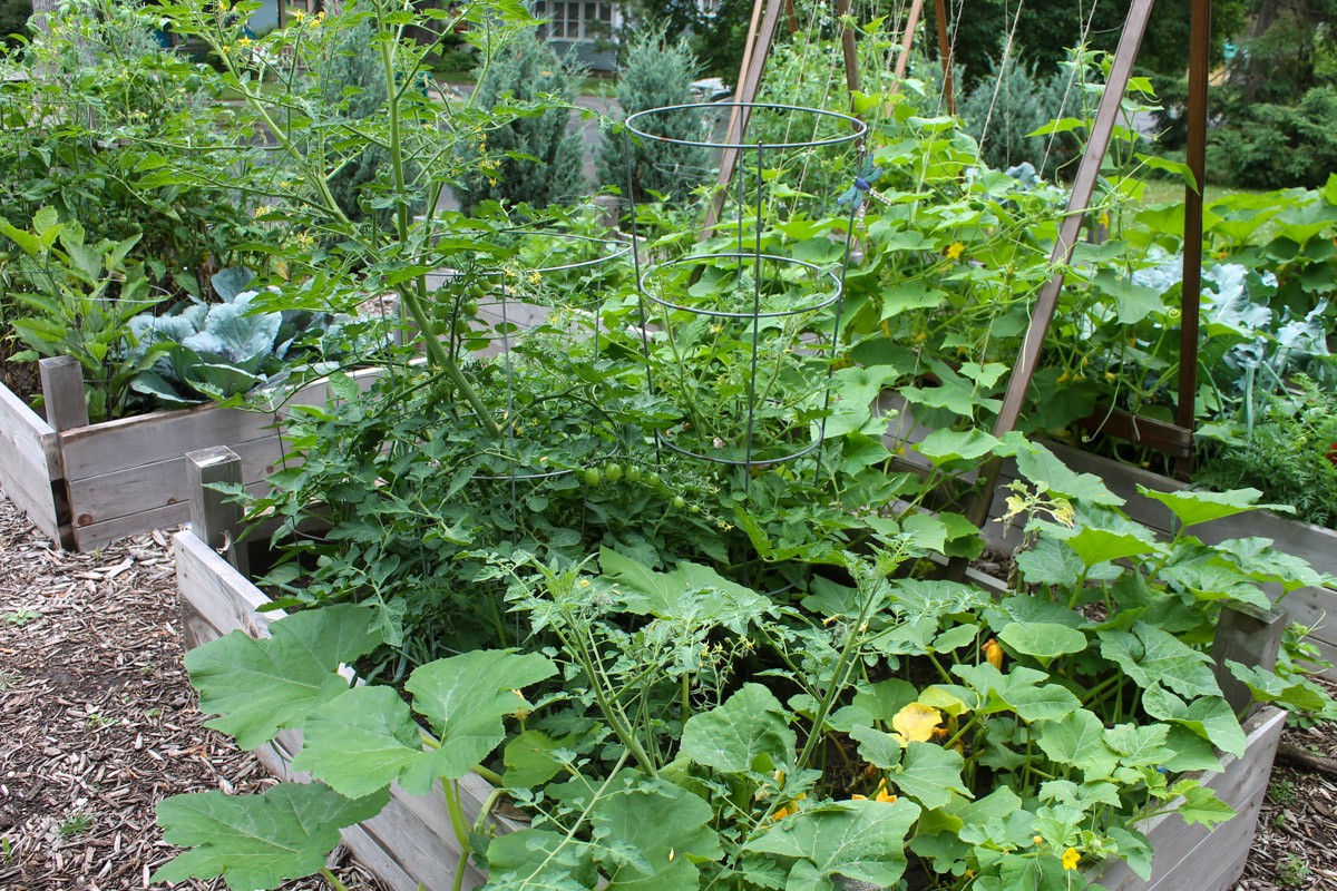 Garden beds full of vegetables.