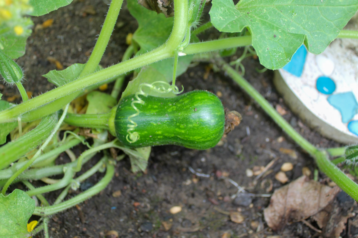 A baby butternut squash that is still green in the garden.