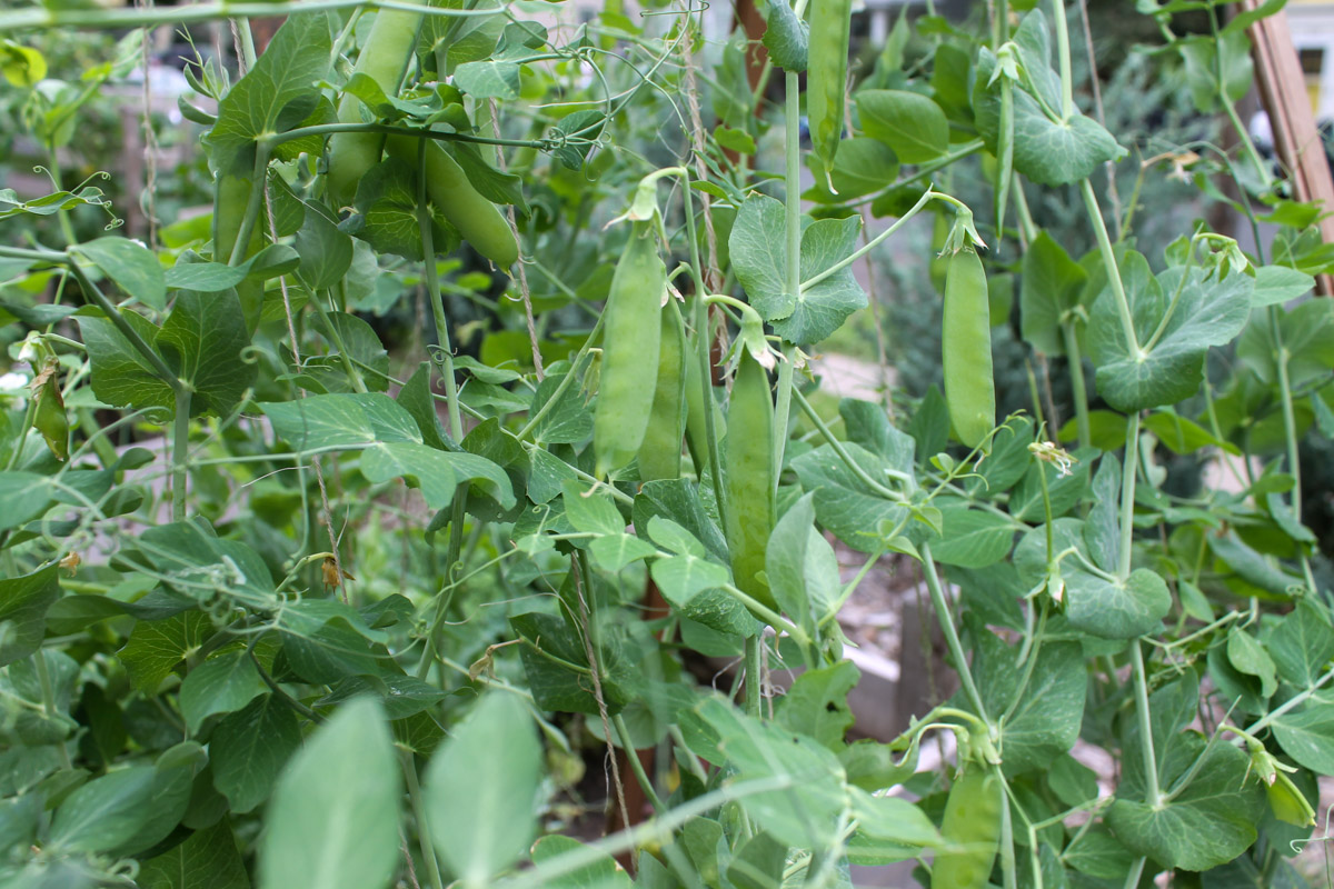 Pea pods growing on a trellis.