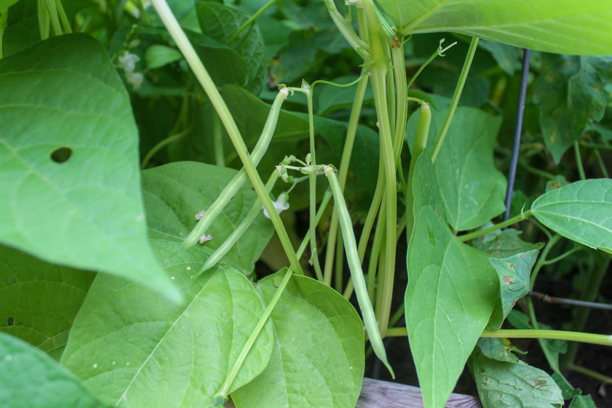 Tiny green beans growing.