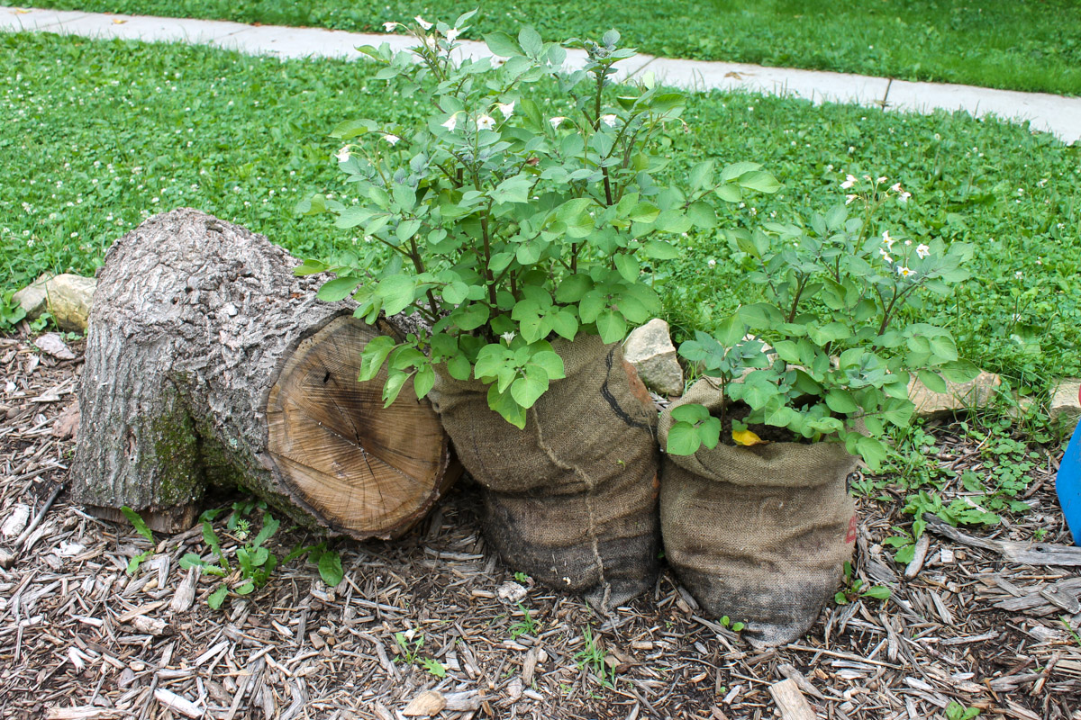 Potato plants growing in burlap sacks.