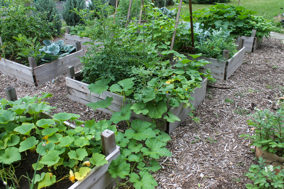 Vegetables growing raised bed gardens.