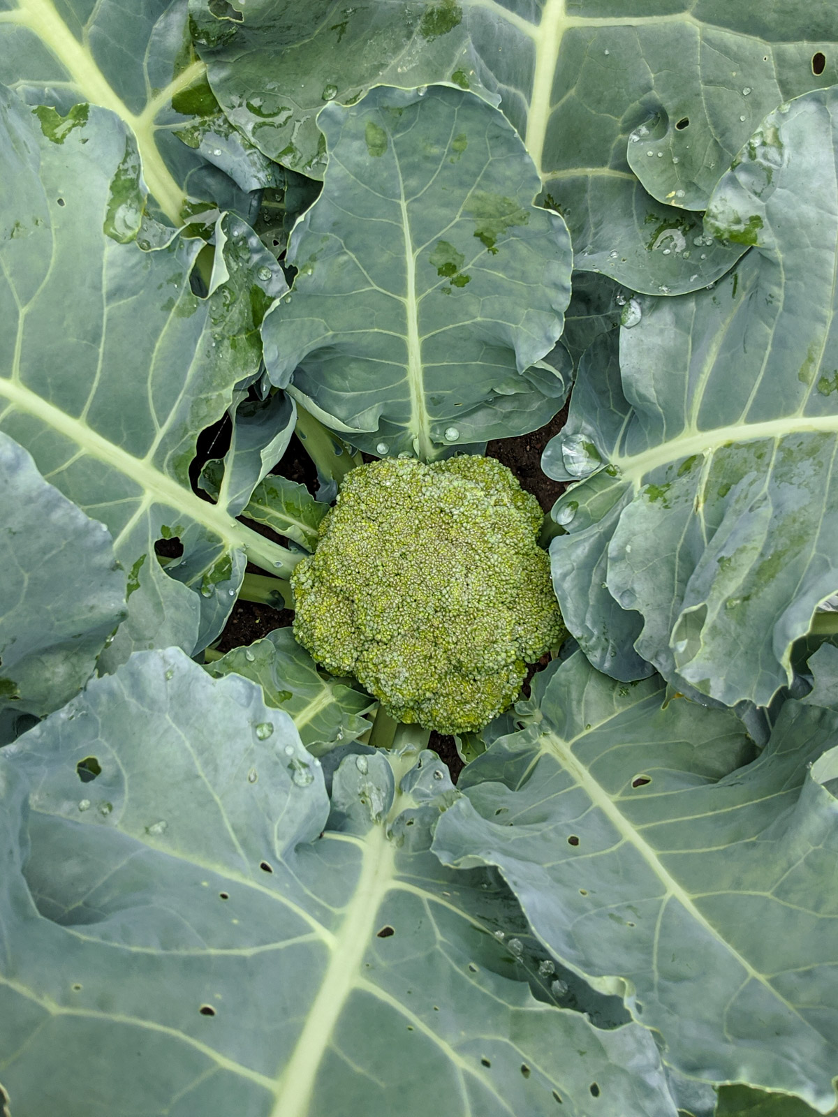 A head of broccoli surrounded by its leaves.