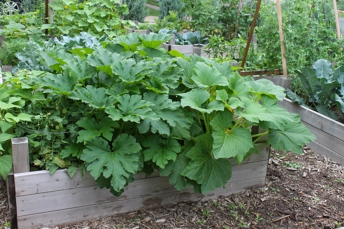Raised bed gardens with huge green zucchini plants.