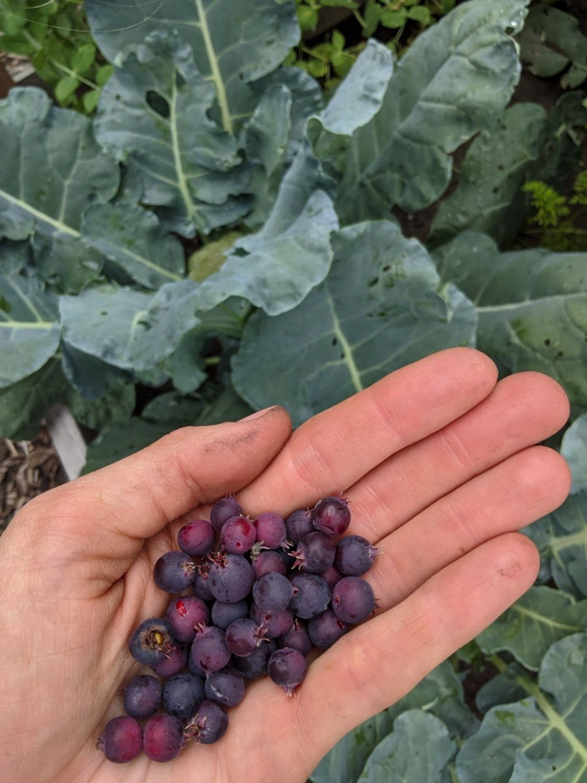 A handful of juneberries (serviceberries).