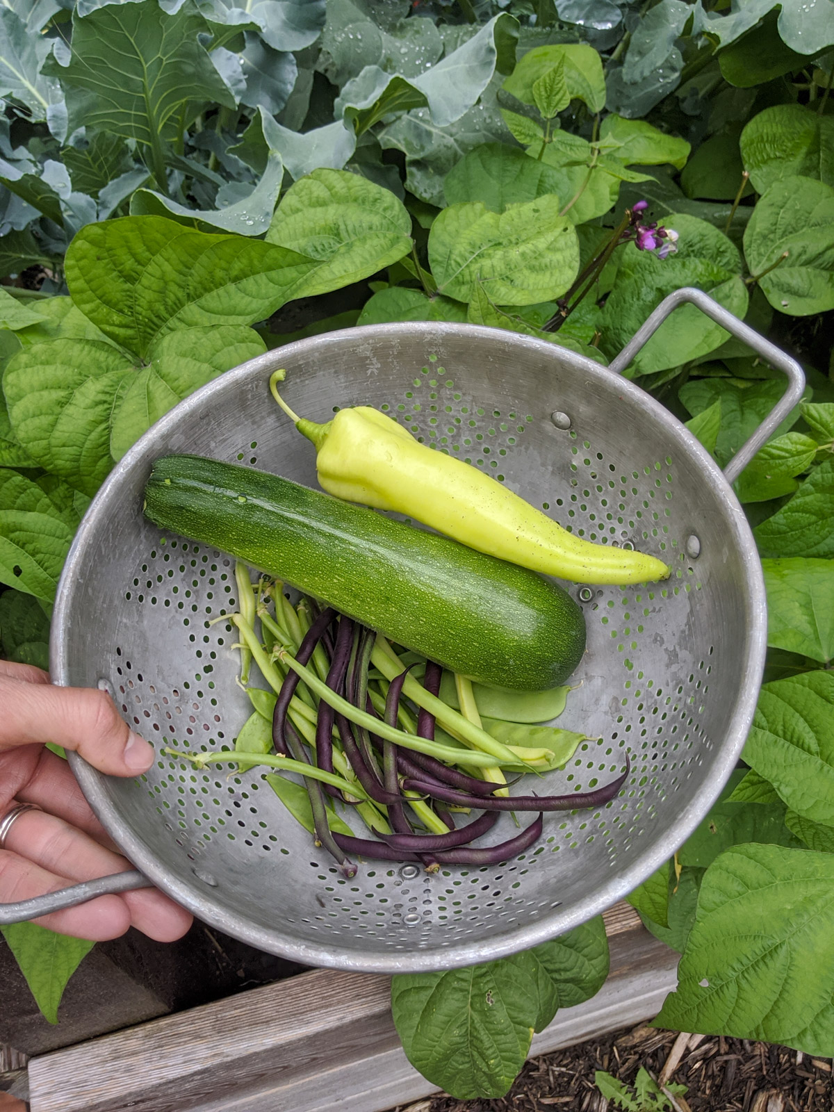A colander of harvested veggies including zucchini, beans, and peppers.
