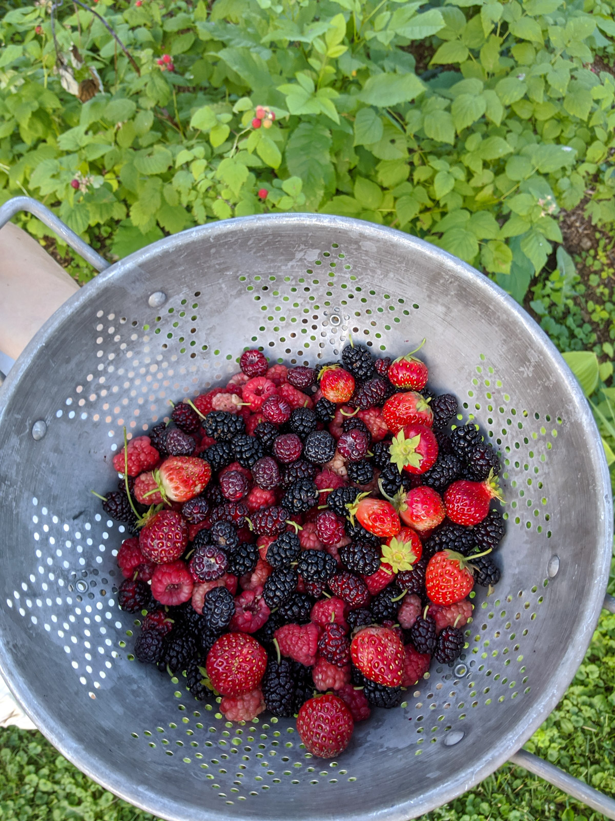 A metal colander full of a mixture of fresh picked berries.