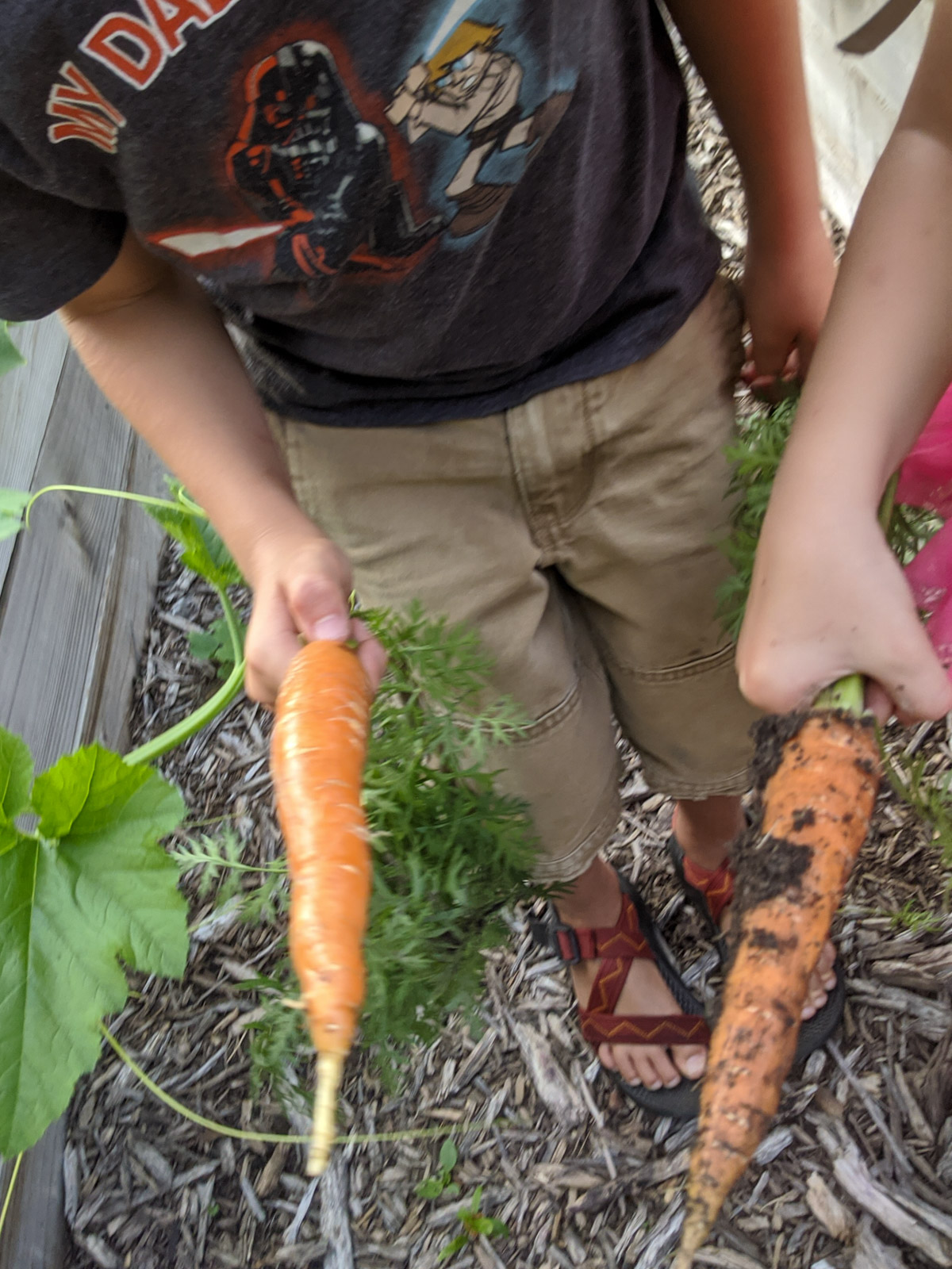 Kids holding carrots pulled from the garden with dirt on them.