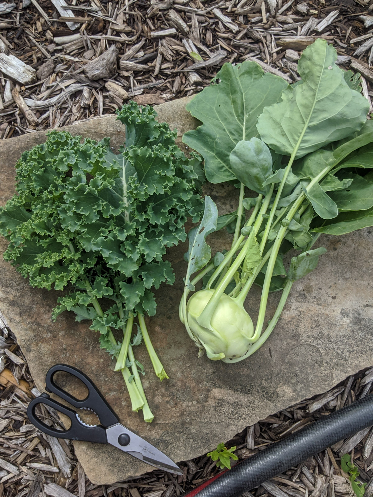 Harvested kale and kohlrabi laying on a flagstone rock with a pair of scissors.