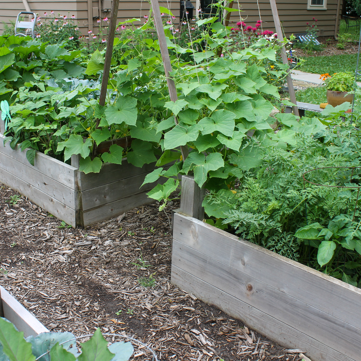 Raised bed vegetable gardens with an A frame trellis of cucumbers.