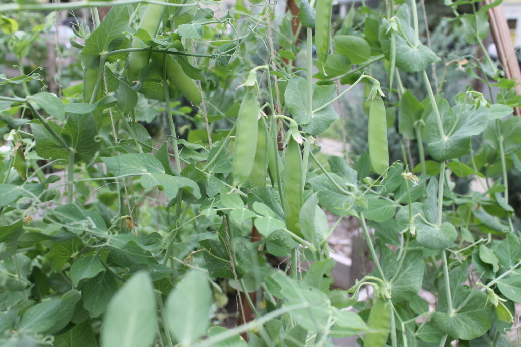 Pea pods Pea pods