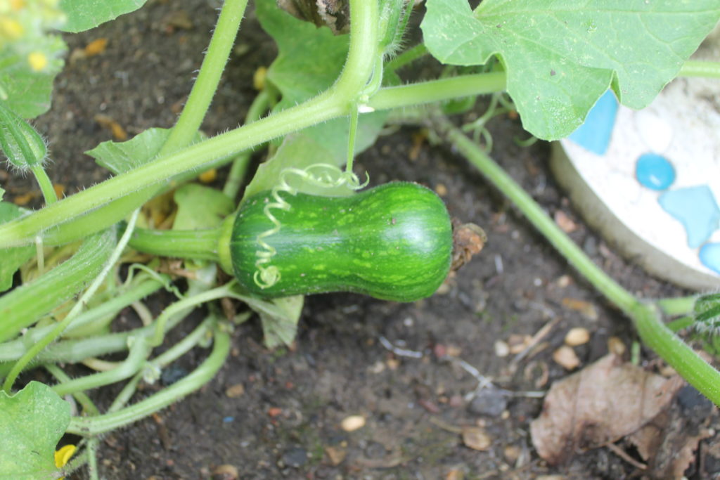 Baby Butternut Squash Baby Butternut Squash
