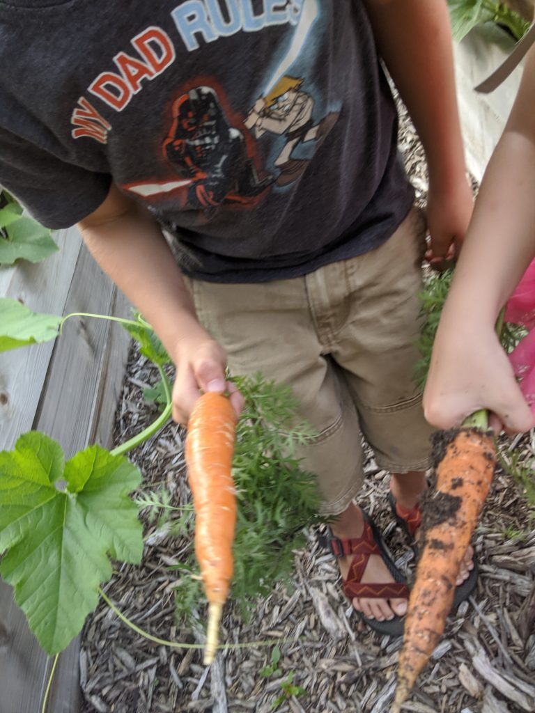 Carrots, kid snacks Carrots, kid snacks