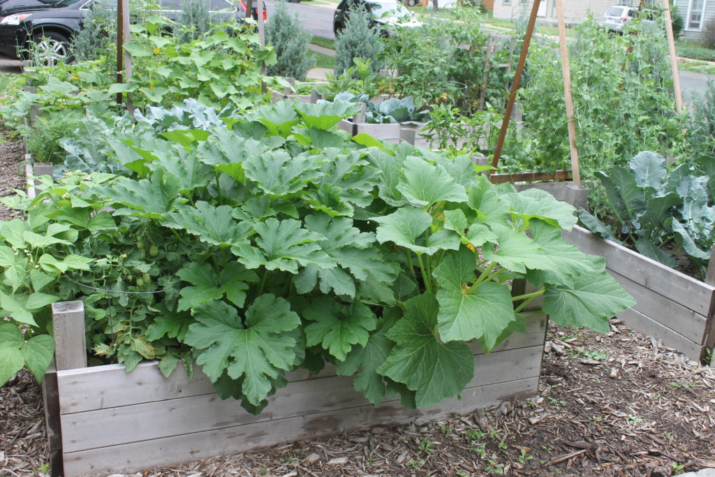 Zucchini Raised Bed Zucchini Raised Bed