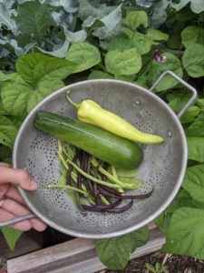 Garend harvest, zucchini, beans, peppers