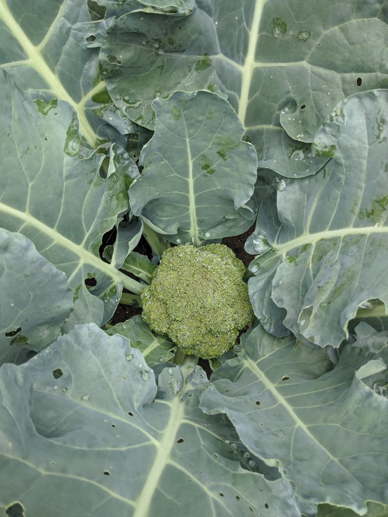Broccoli Garden Broccoli Garden