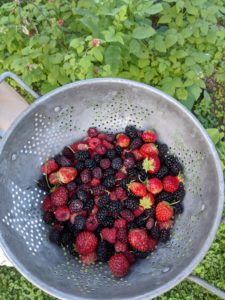 Berry summer harvest
